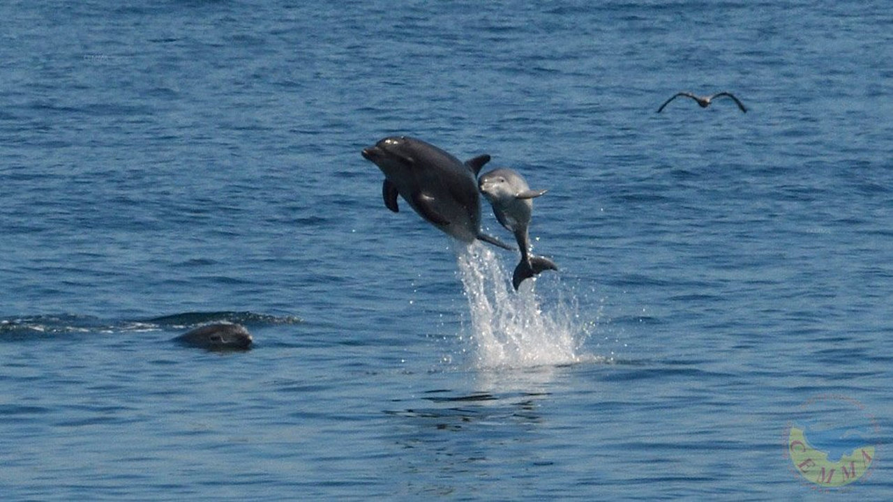 Delfines en el mar. CEMMA