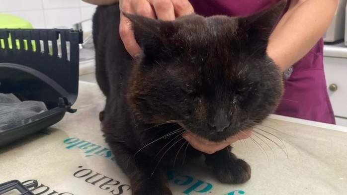 Catorce, el gato callejero encontrado, en la clínica veterinaria. DS