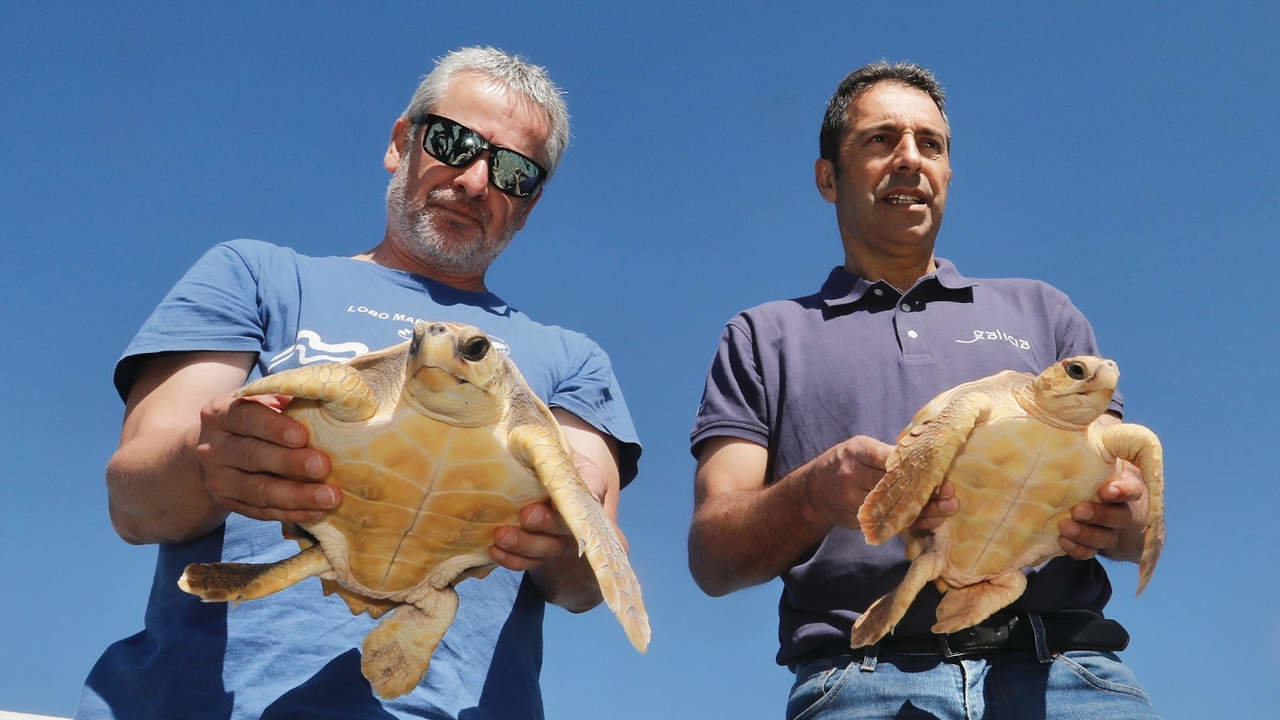 Xabier Pin y Alfonso Villares con dos de los ejemplares de tortugas marinas comunes liberadas desde Vilaxoán. JOSÉ LUIZ OUBIÑA