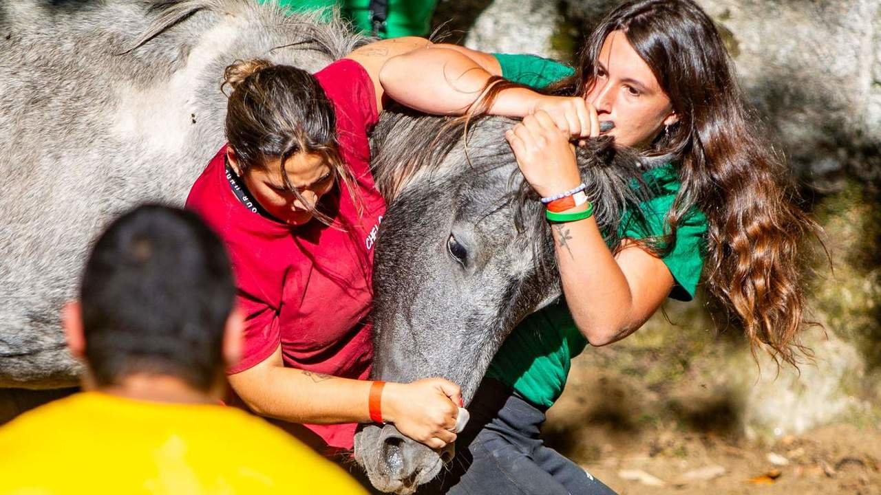  Unha parellla de aloitadoras tratando de reter a unha besta na Rapa do Monte Castrove. S. SUEIRO 