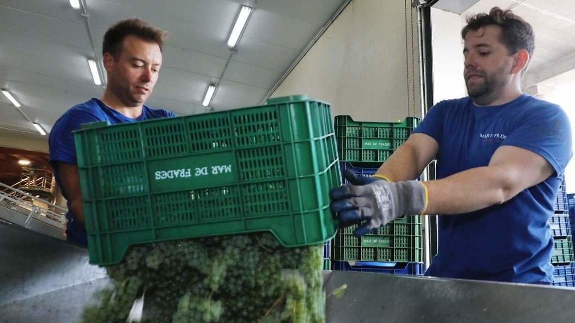  Operarios trabajando ayer en la bodega Mar de Frades.  J.L.OUBIÑA 