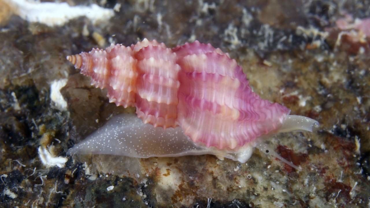 Documentado en Galicia gasterópodo endémico del Mediterráneo