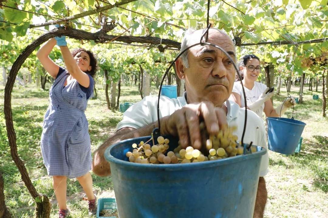  Imagen de la vendimia en estos últimos días en la bodega Martín Codax. JOSÉ LUIZ OUBIÑA 